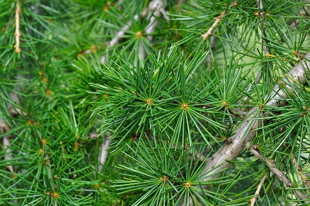 cedar leaves