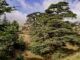 cedar tree woodwork crafts